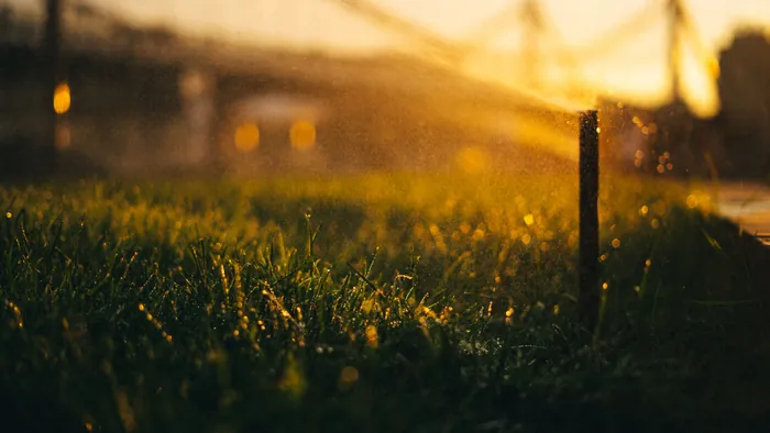 Freshly watered turf catching low golden light, water still beaded on the blades